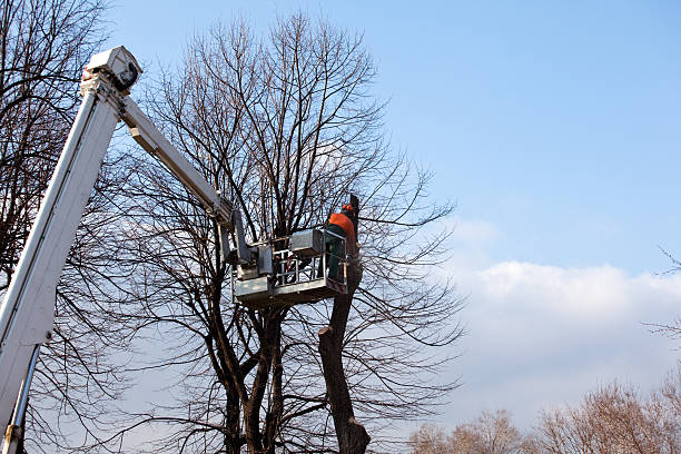 How Our Tree Care Process Works  in  Newcastle, OK